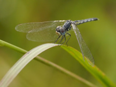 Diplacodes deminuta