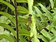 Neurothemis fluctuans