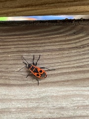 Pyrrhocoris apterus
