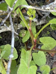 Rumex hypogaeus