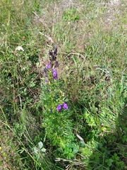 Aconitum napellus