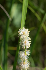 Sparganium emersum