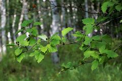Crataegus chlorosarca