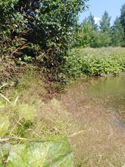 Agrostis gigantea
