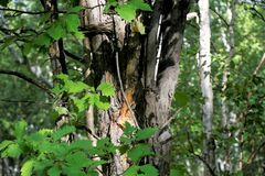 Crataegus chlorosarca