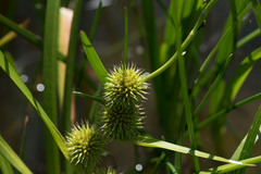 Sparganium emersum