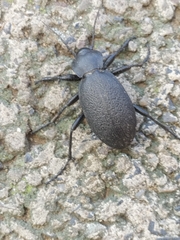 Carabus coriaceus