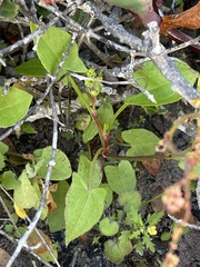 Rumex hypogaeus