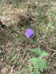 Ageratum