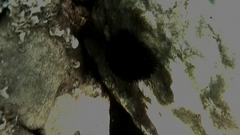 Echinoidea