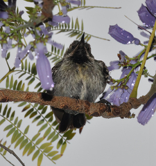 Chalcomitra amethystina