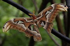 Attacus atlas