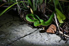Trimeresurus stejnegeri