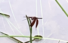 Neurothemis fluctuans