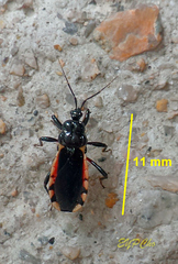 Ectrychotes andreae