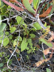 Rumex hypogaeus