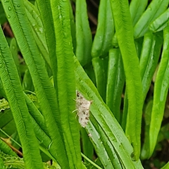 Sameodes cancellalis