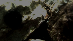 Echinoidea