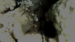 Echinoidea