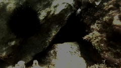 Echinoidea