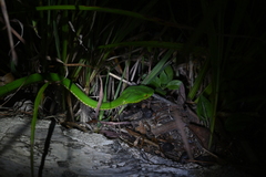 Trimeresurus stejnegeri