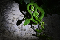 Trimeresurus stejnegeri