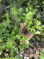 Erebia ligea