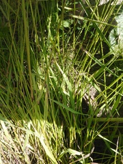 Agrostis gigantea