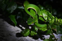 Trimeresurus stejnegeri