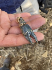 Euastacus urospinosus
