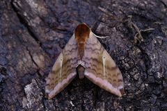 Clanidopsis exusta