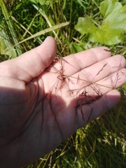 Agrostis gigantea