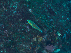 Stethojulis bandanensis