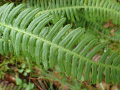 Struthiopteris spicant