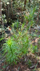 Dracophyllum secundum