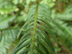 Struthiopteris spicant