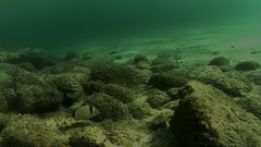 Diplodus vulgaris