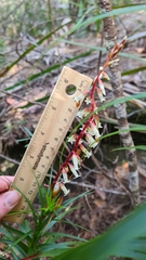 Dracophyllum secundum