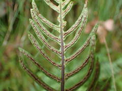 Struthiopteris spicant