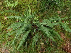 Struthiopteris spicant