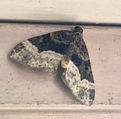 Euphyia intermediata