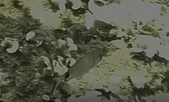 Diplodus sargus