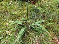 Struthiopteris spicant