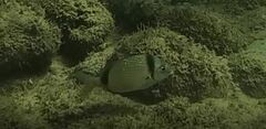 Diplodus vulgaris