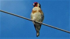 Carduelis carduelis