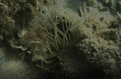 Anemonia viridis