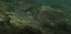 Diplodus sargus