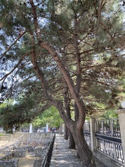 Pinus