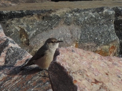 Salpinctes obsoletus