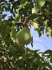 Pyrus communis
